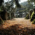 Megalithgrab Lengerich Steinweg führt durch herbstlich gefallene Blätter zum Megalithgrab, flankiert von hohen Steinen.