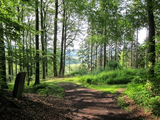 Verschlungener Waldweg bei Sonnenlicht mit historischem Grenzstein, umgeben von üppigem Grün.