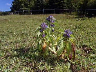 Blühender Kreuzenzian auf den Kalktriften Blauer Kreuzenzian blüht prächtig auf grüner Wiese vor bewaldetem Hügel; Frühlingsflora lebt auf.