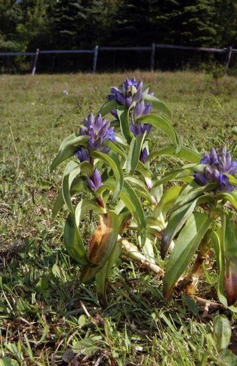 Blühender Kreuzenzian auf den Kalktriften Blauer Kreuzenzian blüht prächtig auf grüner Wiese vor bewaldetem Hügel; Frühlingsflora lebt auf.