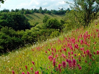 Ein mit pink blühendem Ackerwachtelweizen bedeckter Hang, umgeben von grünen Wiesen und Bäumen.
