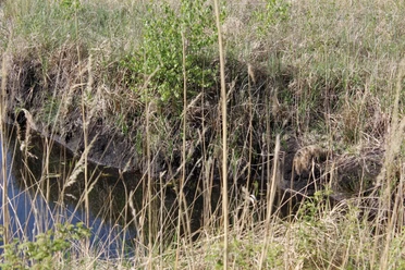 Moor-Abbau-Becken