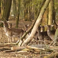 Damwildgehege in der Oeynhausener Schweiz