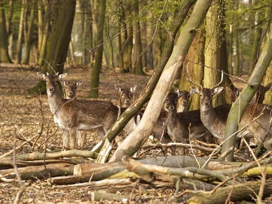 Damwildgehege in der Oeynhausener Schweiz