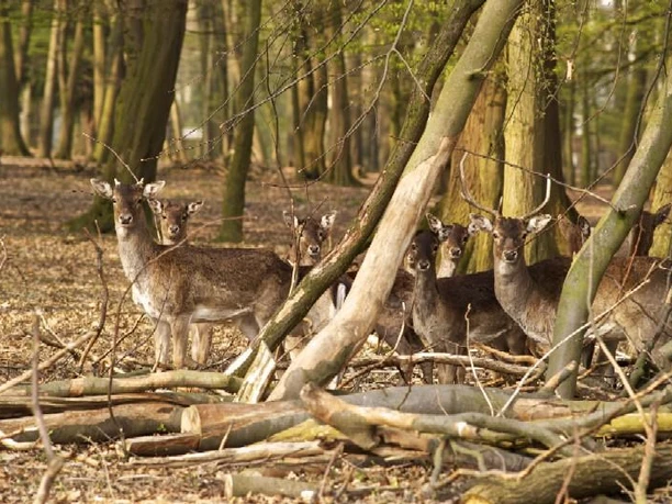 Damwildgehege in der Oeynhausener Schweiz