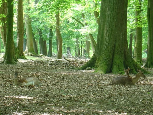 Damwildgehege in der Oeynhausener Schweiz