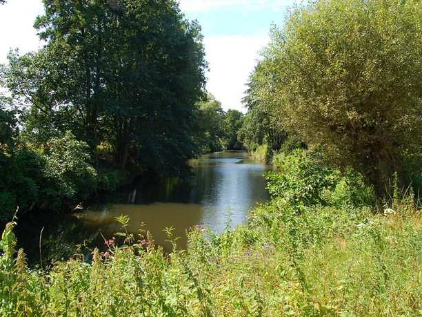 Naturbelassene Flusslandschaft mit dichtem Baumbestand am Ufer unter klarem Himmel in der Elseaue.