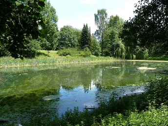 Ein grüner Teich im Kurpark Randringhausen, umgeben von üppigen Bäumen und Schilfgras.