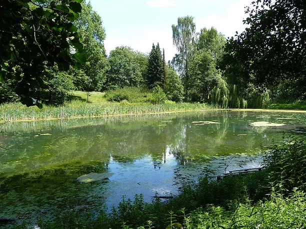 Ein grüner Teich im Kurpark Randringhausen, umgeben von üppigen Bäumen und Schilfgras.