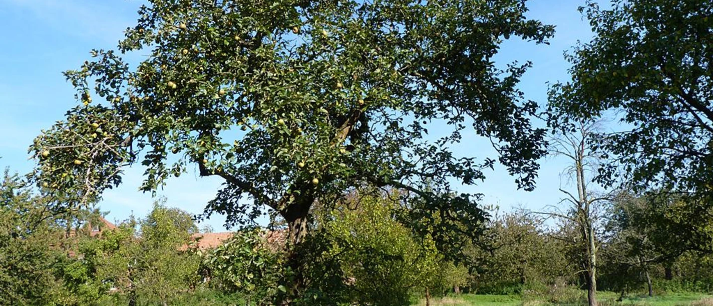 Grüne Streuobstwiese mit reifen Obstbäumen in Herford, blauer Himmel im Hintergrund.