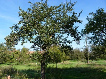 Grüne Streuobstwiese mit reifen Obstbäumen in Herford, blauer Himmel im Hintergrund.