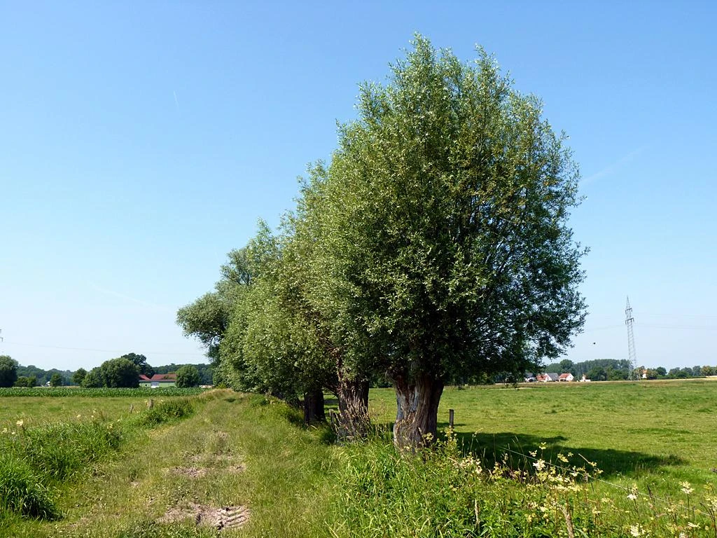 Werfener Bruch Eine Reihe von grünen Bäumen säumt einen ländlichen Weg, flankiert von weiten Wiesenflächen.