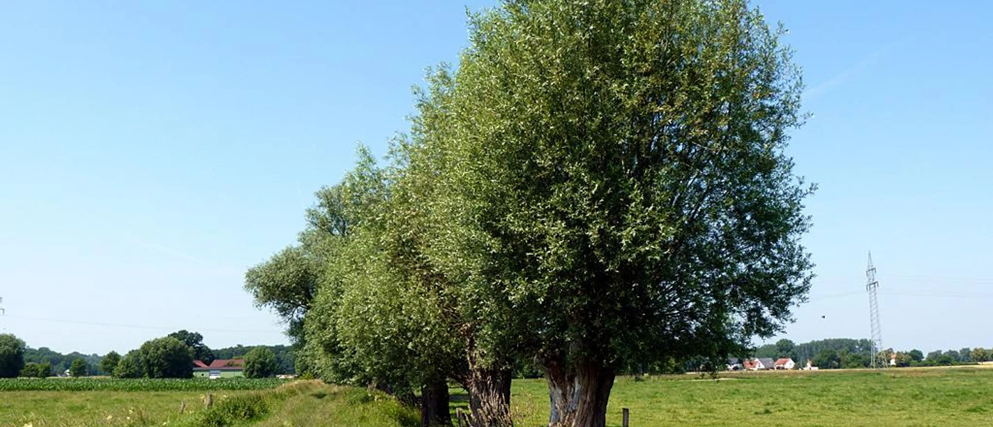 Werfener Bruch Eine Reihe von grünen Bäumen säumt einen ländlichen Weg, flankiert von weiten Wiesenflächen.