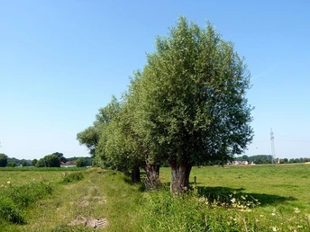 Werfener Bruch Eine Reihe von grünen Bäumen säumt einen ländlichen Weg, flankiert von weiten Wiesenflächen.