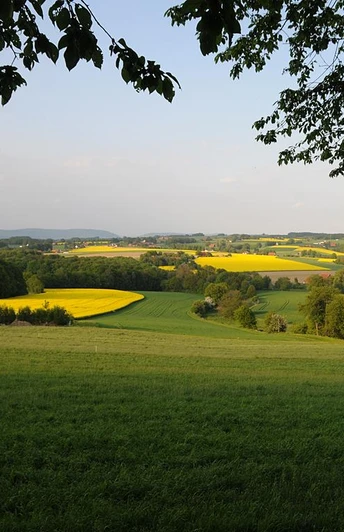 Eggeberg - Blick vom Berg Sanfte Hügel mit leuchtend gelben Rapsfeldern, umgeben von grünen Wiesen und bewaldeten Flächen.