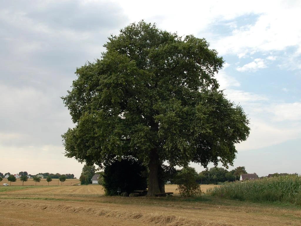 Ein alter, großer Baum steht allein in einer weiten Feldlandschaft unter einem leicht bewölkten Himmel.