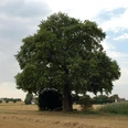 Franzosengrab Ein alter, großer Baum steht allein in einer weiten Feldlandschaft unter einem leicht bewölkten Himmel.