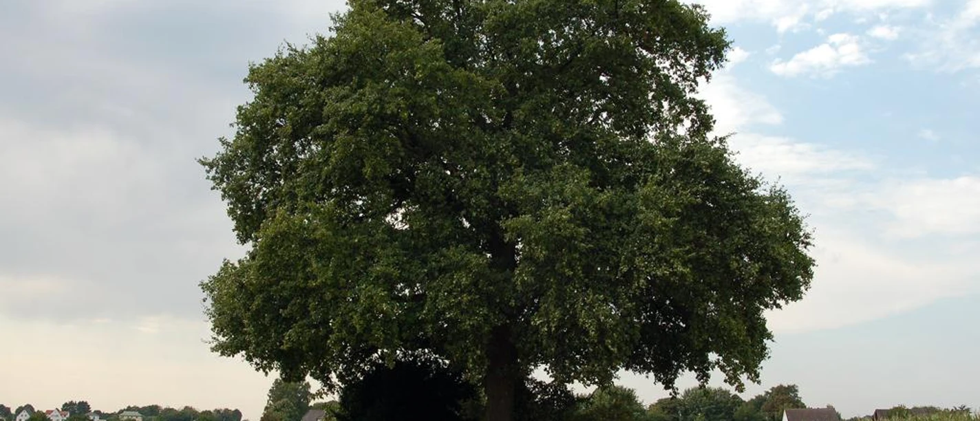 Franzosengrab Ein alter, großer Baum steht allein in einer weiten Feldlandschaft unter einem leicht bewölkten Himmel.