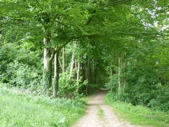 Ein schmaler Wanderweg führt durch einen dichten, grünen Laubwald am Schweichelner Berg.