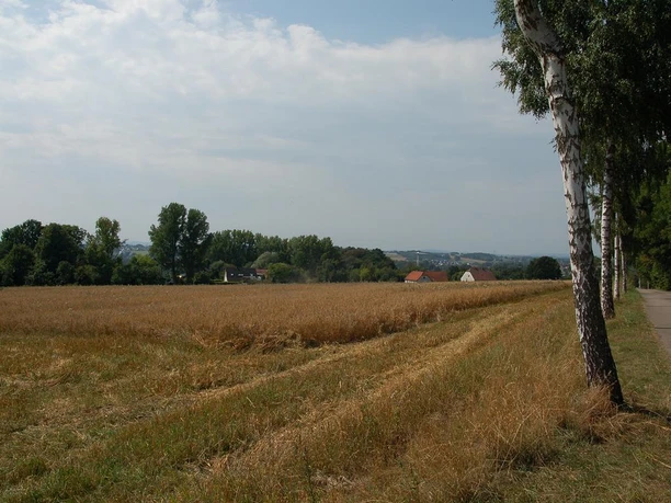 Ein Getreidefeld endet in einem Bauernhof; am Horizont verlaufen schlanke Birken entlang eines Pfades.