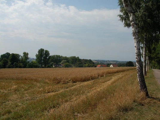 Schweichelner Berg Ein Getreidefeld endet in einem Bauernhof; am Horizont verlaufen schlanke Birken entlang eines Pfades.