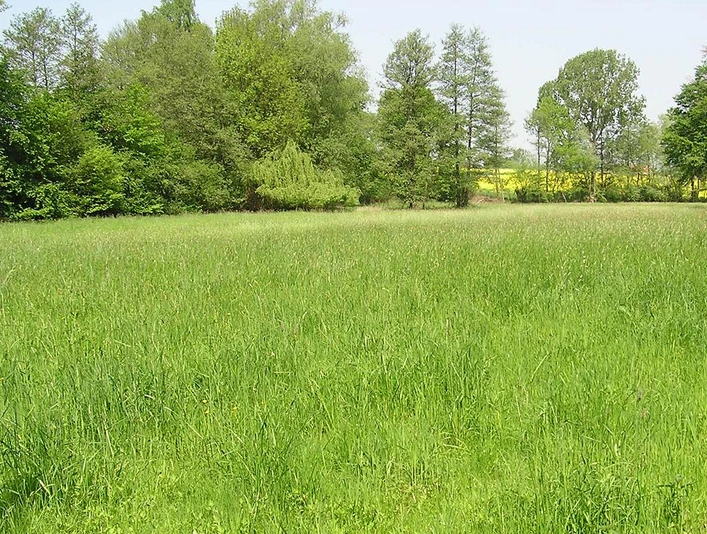 Wiese im Naturschutzgebiet Sudbachtal von Bäumen umgeben; im Hintergrund Felder im Sonnenlicht.