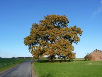 Große Eiche auf Wiese, nah an Straße, mit blauem Himmel und rotem Backsteinhaus im Hintergrund.
