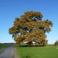 Große Eiche auf Wiese, nah an Straße, mit blauem Himmel und rotem Backsteinhaus im Hintergrund.
