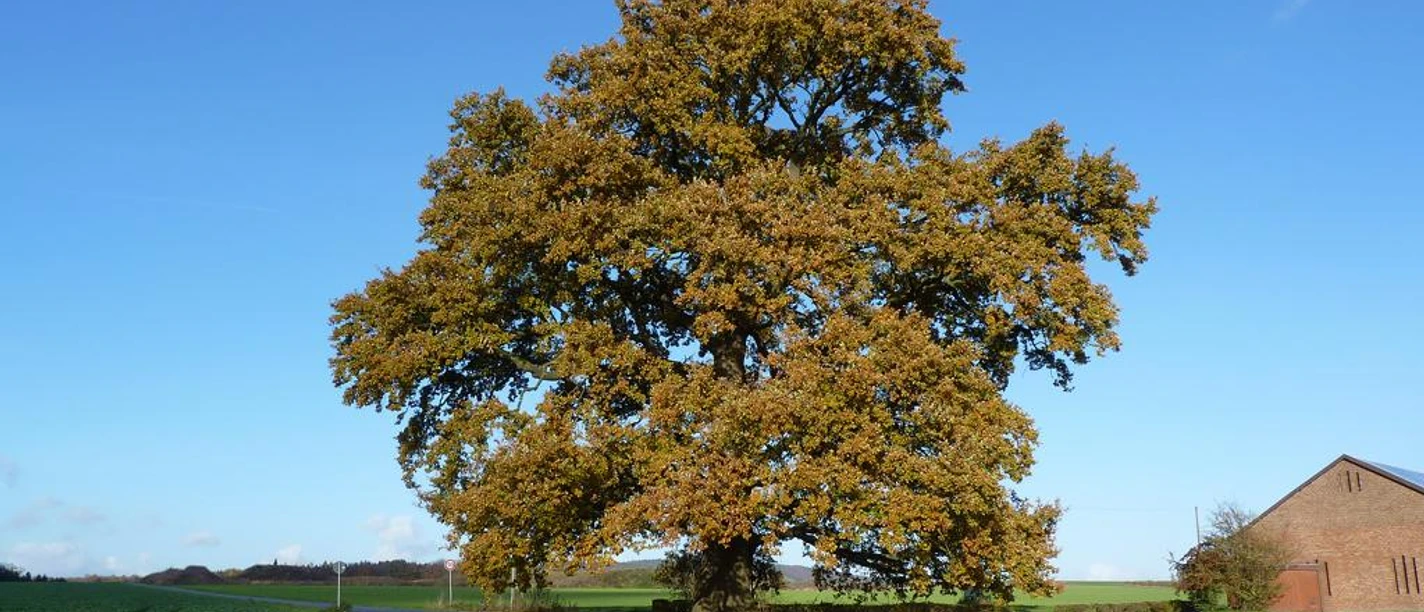 Große Eiche auf Wiese, nah an Straße, mit blauem Himmel und rotem Backsteinhaus im Hintergrund.