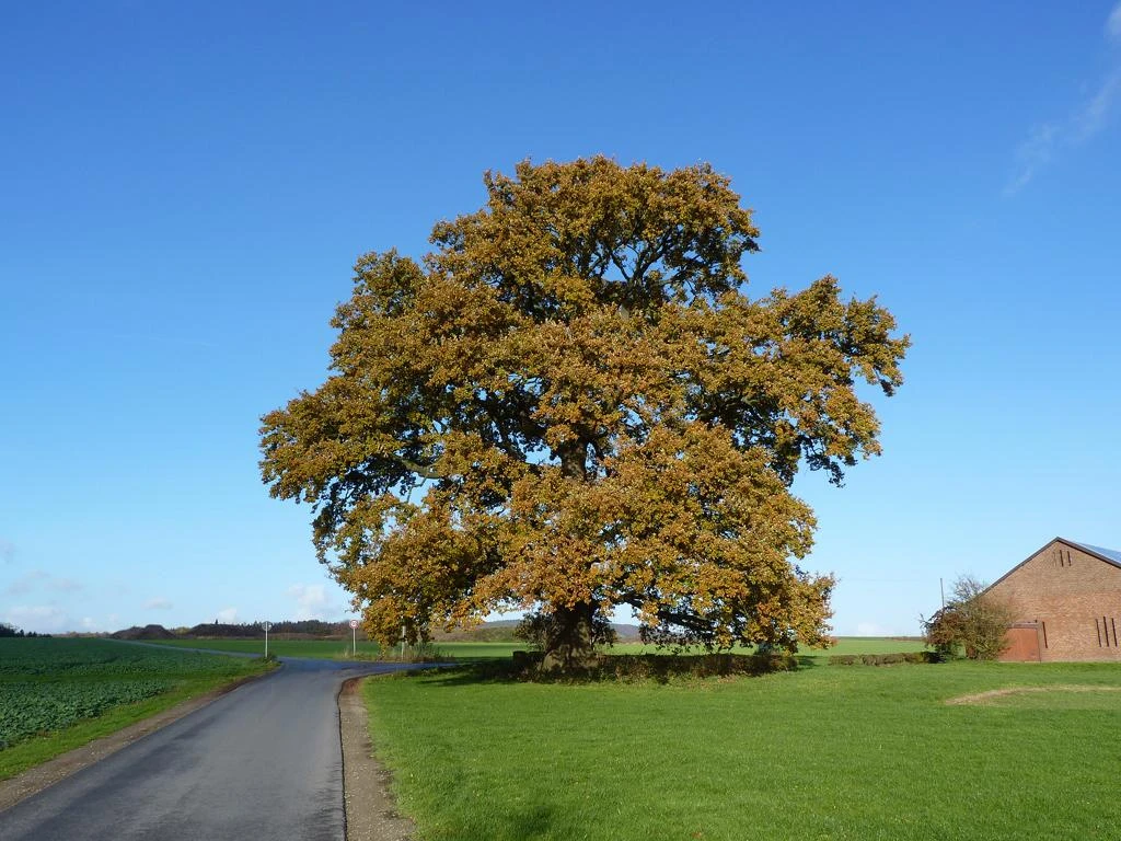 Naturdenkmal Eiche Große Eiche auf Wiese, nah an Straße, mit blauem Himmel und rotem Backsteinhaus im Hintergrund.