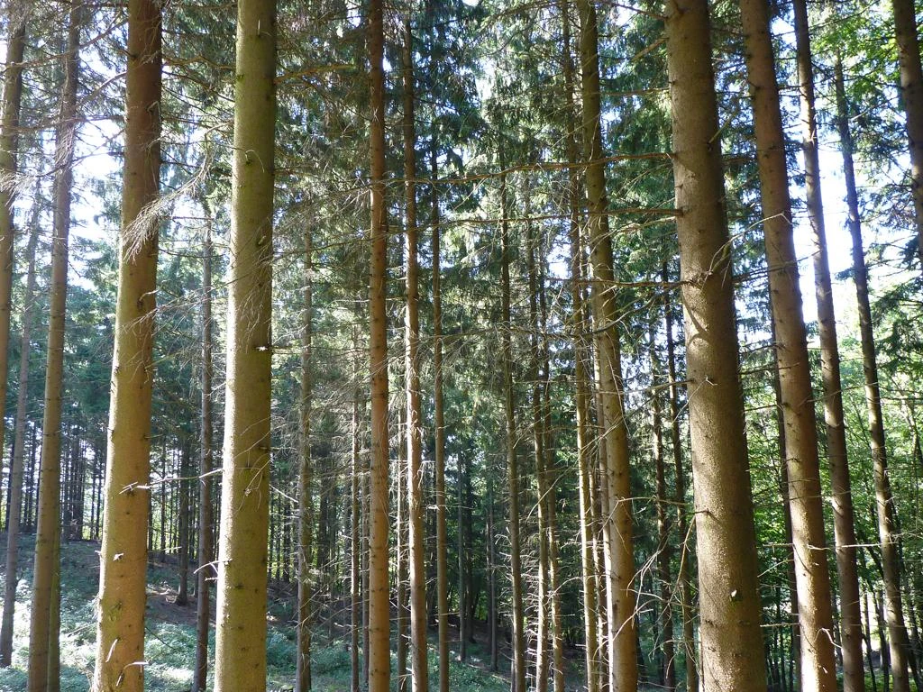 Dichter Nadelwald mit hohen, schlanken Bäumen, durch die Sonnenlicht strömt.