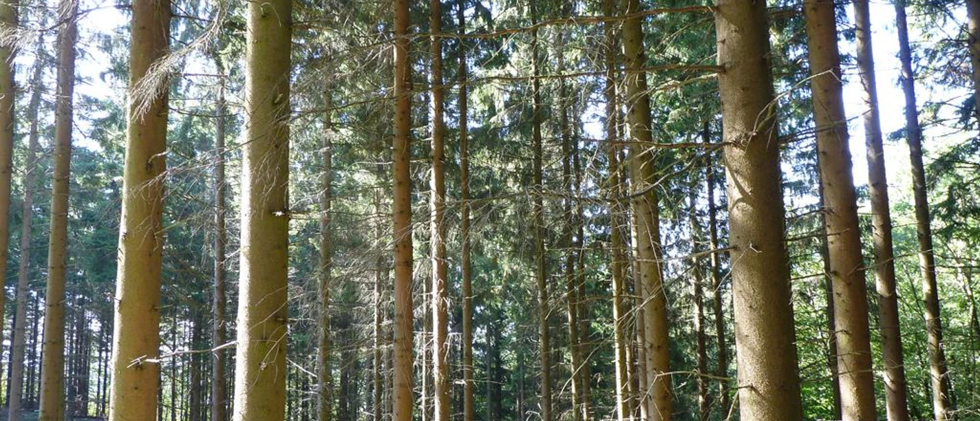 Dichter Nadelwald mit hohen, schlanken Bäumen, durch die Sonnenlicht strömt.