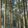Niederwald Dichter Nadelwald mit hohen, schlanken Bäumen, durch die Sonnenlicht strömt.