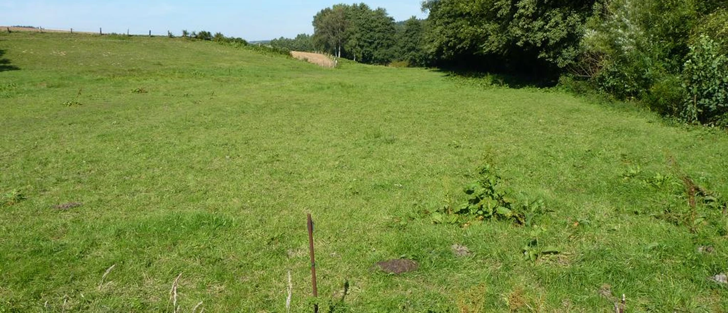 Grüne Wiesenfläche im Naturschutzgebiet Auebachtal, umgeben von dichtem Baumbestand unter blauem Himmel.