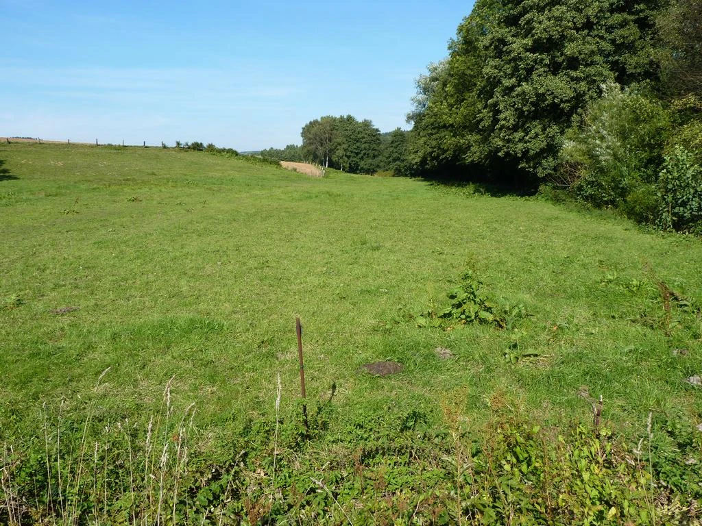 NSG Auebachtal Grüne Wiesenfläche im Naturschutzgebiet Auebachtal, umgeben von dichtem Baumbestand unter blauem Himmel.
