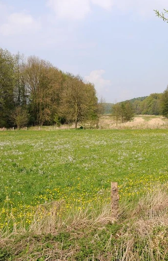NSG Kilverbachtal Grüne Wiese im NSG Kilverbachtal mit blühenden Wildblumen, umgeben von Bäumen unter blauem Himmel.
