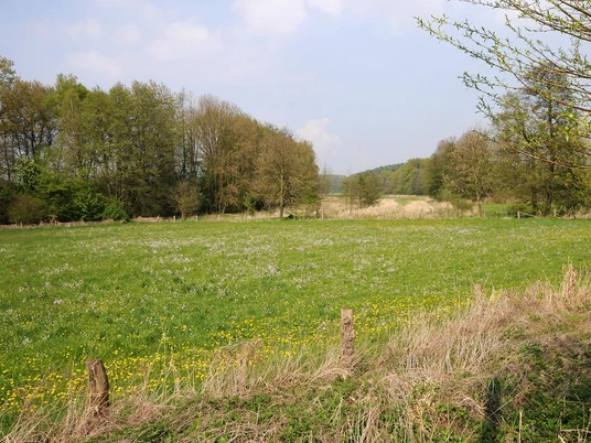 NSG Kilverbachtal Grüne Wiese im NSG Kilverbachtal mit blühenden Wildblumen, umgeben von Bäumen unter blauem Himmel.