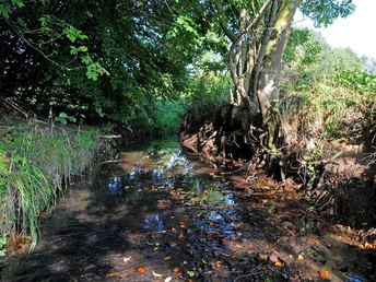 Kilverbach fließt durch bewaldetes Naturschutzgebiet, umgeben von üppigem Grün und offenem Himmel.