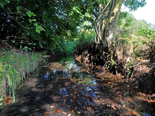 Kilverbach fließt durch bewaldetes Naturschutzgebiet, umgeben von üppigem Grün und offenem Himmel.