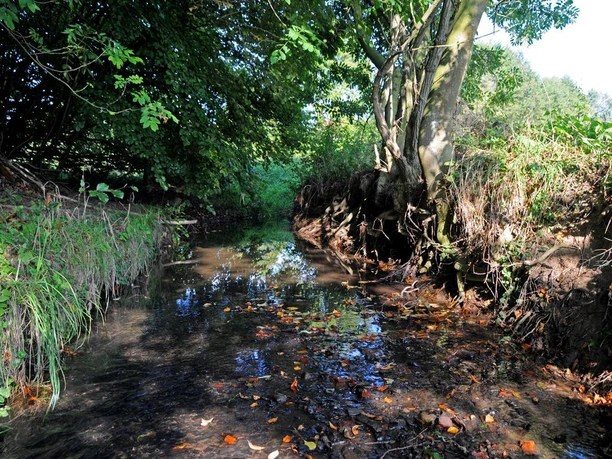 Kilverbach im Naturschutzgebiet Kilverbach fließt durch bewaldetes Naturschutzgebiet, umgeben von üppigem Grün und offenem Himmel.
