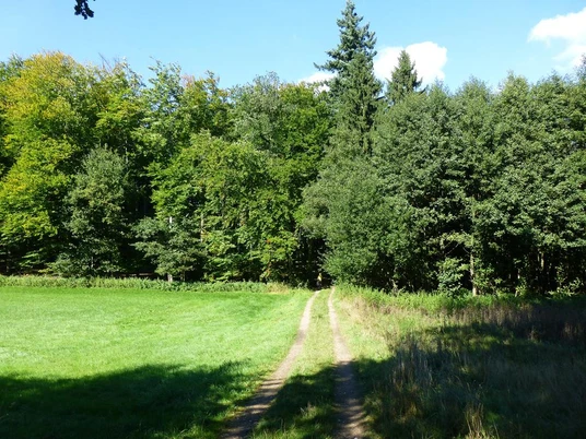 Voßholz Waldweg führt in einen dichten Mischwald, umgeben von grünen Wiesen und hohen Bäumen.