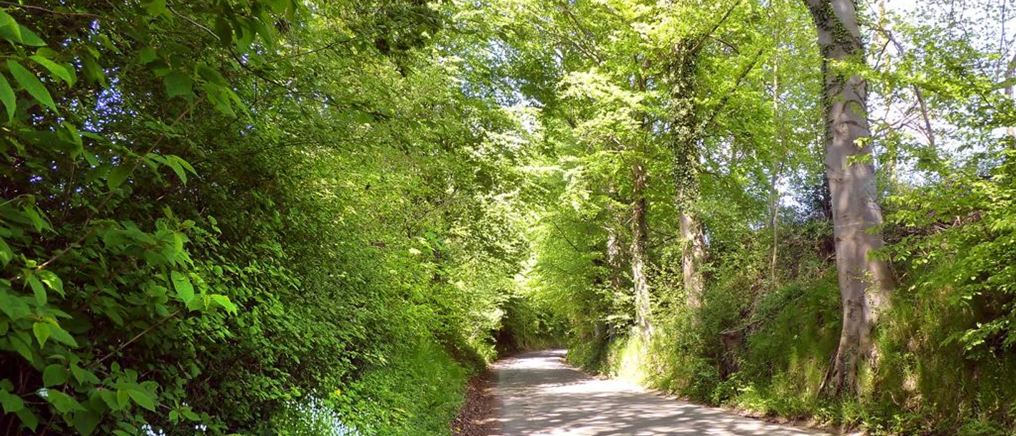 Ein schattiger Weg führt durch dichte, grüne Bäume mit Sonnenstrahlen, die den Boden sanft erhellen.