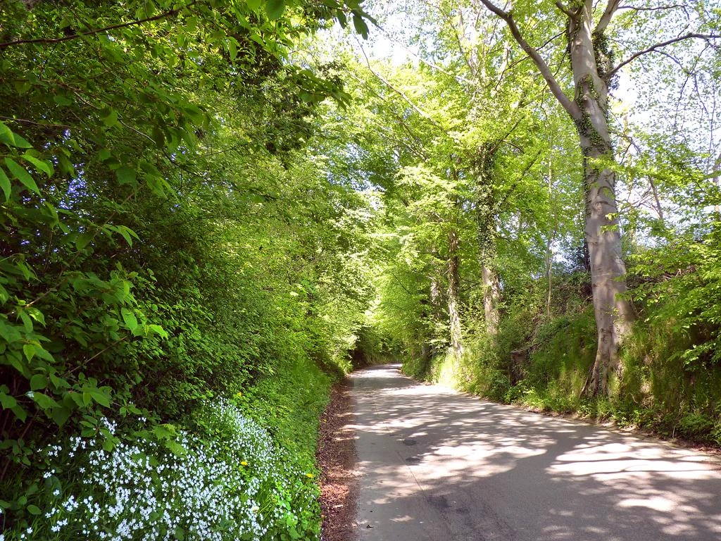 Hohlweg Ein schattiger Weg führt durch dichte, grüne Bäume mit Sonnenstrahlen, die den Boden sanft erhellen.
