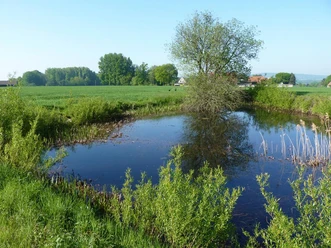 Ein kleiner Tümpel in grüner Landschaft, von Bäumen und Gräsern umrahmt, spiegelt den blauen Himmel.