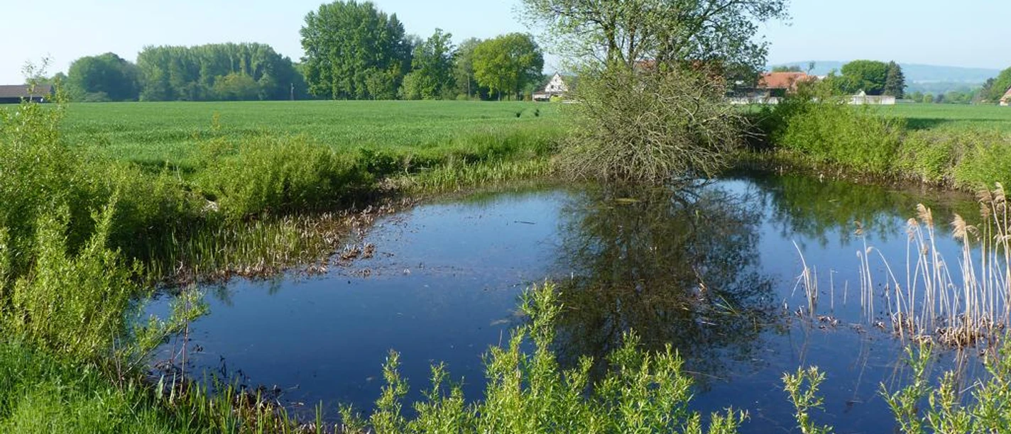 Ein kleiner Tümpel in grüner Landschaft, von Bäumen und Gräsern umrahmt, spiegelt den blauen Himmel.