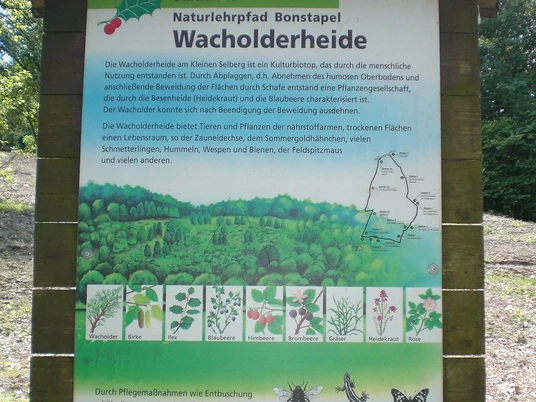 Naturerlebnispfad Bonstapel Informationstafel des Naturlehrpfads Bonstapel in der Wacholderheide mit Vogel- und Pflanzenarten.
