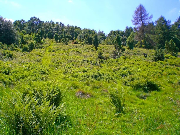 Grüne Wiesenlandschaft mit Wacholdersträuchern und vereinzelten Bäumen unter klarem, blauem Himmel.