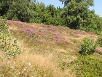 Lila blühende Heideflächen in hügeliger Landschaft, umgeben von dichten, grünen Bäumen.