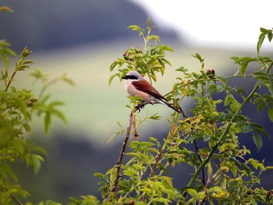 Ein Neuntöter sitzt auf einem Zweig mit grünen Blättern, während ein verschwommener Hintergrund sichtbar ist.