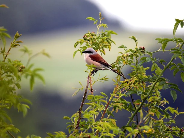 Ein Neuntöter sitzt auf einem Zweig mit grünen Blättern, während ein verschwommener Hintergrund sichtbar ist.